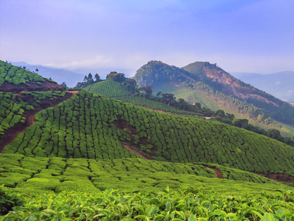 Kerala Hills